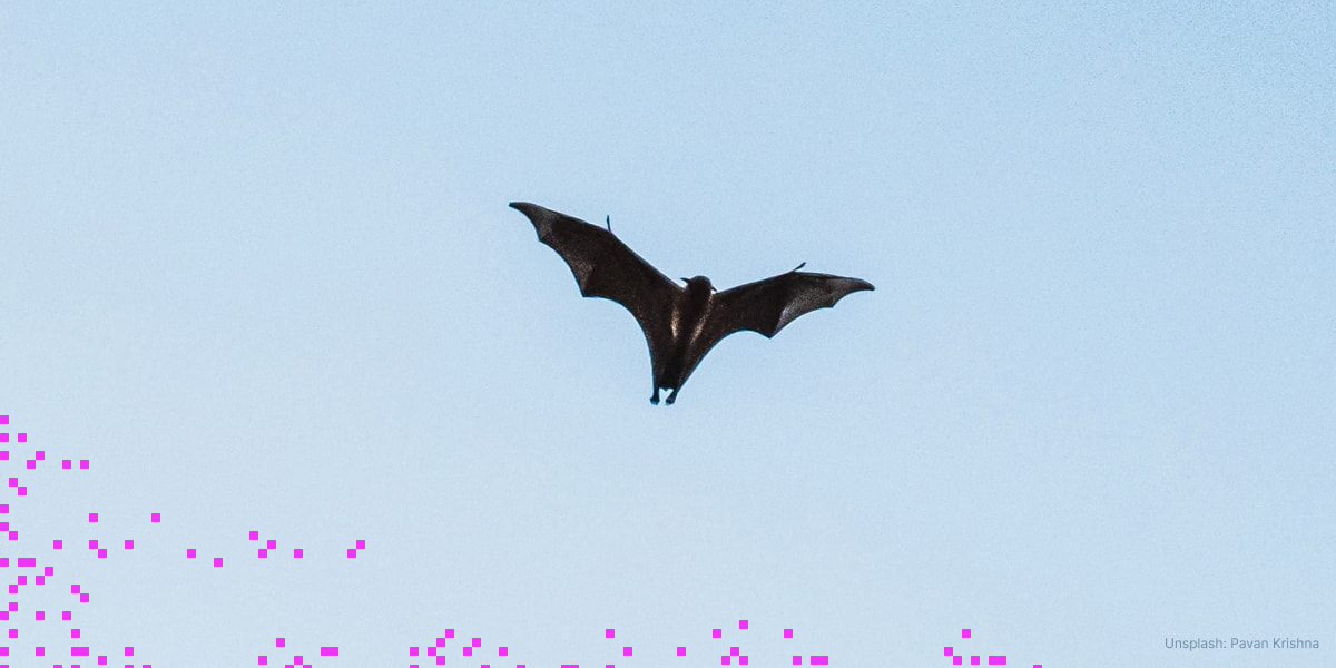 The Tadarida project: Fast and flexible like a bat with React and gRPC